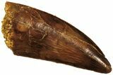 Raptor Tooth - Real Dinosaur Tooth #208268-1